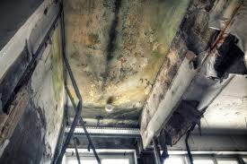 Best Real Estate Mold Inspection  in Shady Hills, FL